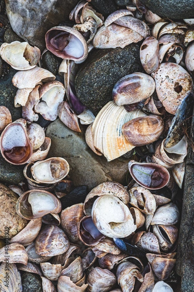 Fototapeta Seashells on beach in Rhode ISland