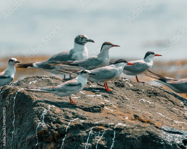 Fototapeta Group of terns on rocky shoreline, newport Rhode Island