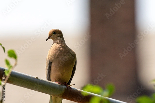 Fototapeta Mourning Dove on branch