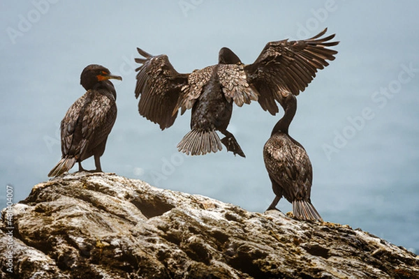 Fototapeta Three Cormorants fight for space, Newport, Rhode Island