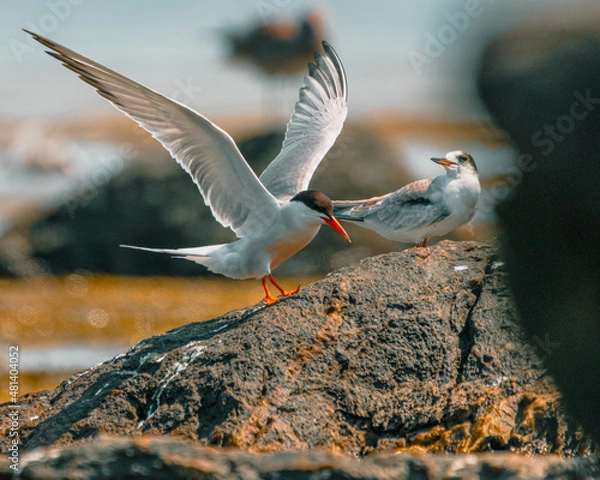 Fototapeta Tern landing at Sachuest Point, Rhode Island