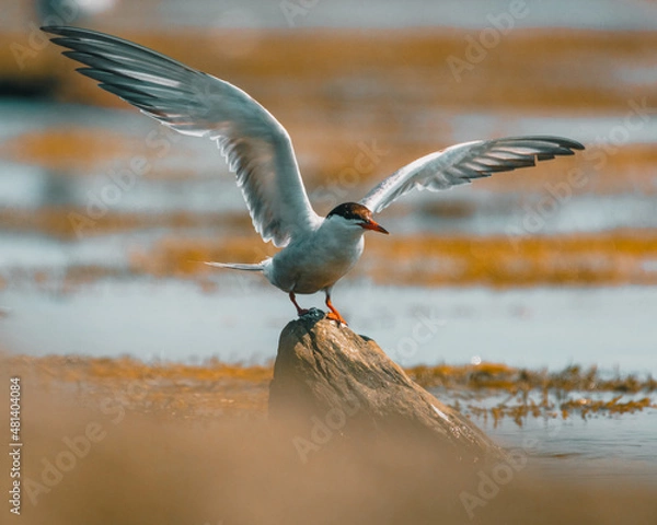 Fototapeta Tern spreading wings at Sachuest Point, Rhode Island
