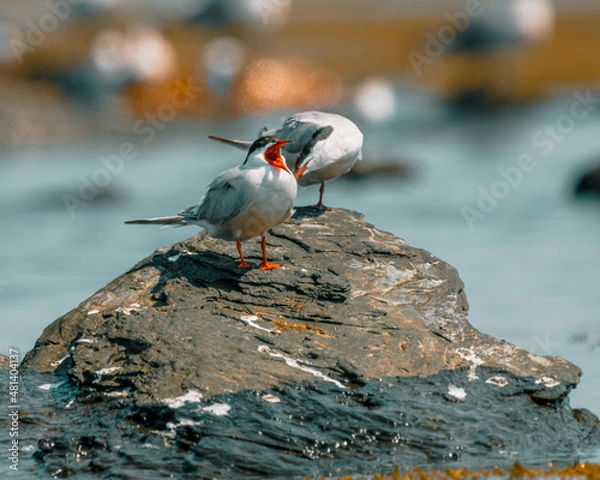 Fototapeta Yawning tern at Sachuest Point, Rhode ISland