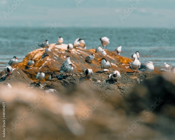 Fototapeta Flock of terns at Sachuest Point, Rhode Island