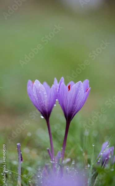 Obraz Crocus sativus for Safran