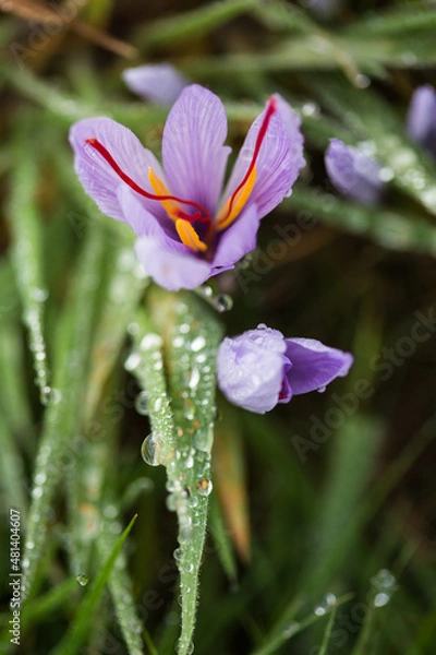 Obraz Crocus sativus for Safran