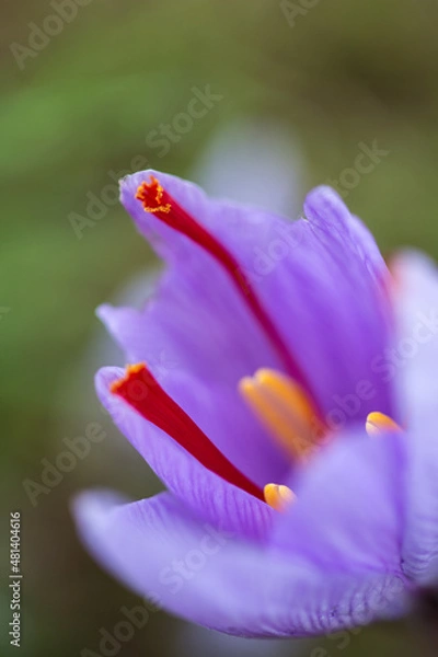 Obraz Crocus sativus for Safran