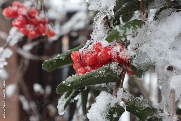 Fototapeta Red berries on a viburnum bush are covered with snow and ice in the garden.