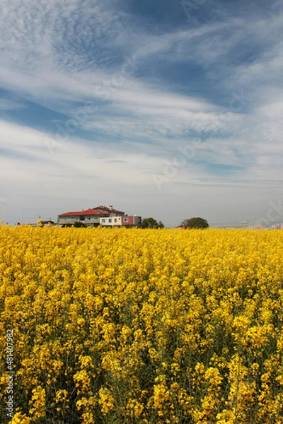 Fototapeta The canola field with yellow flowers and blue sky,vertical image