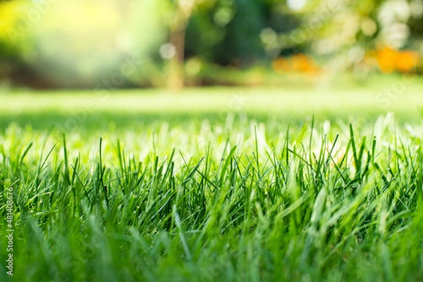 Obraz Mowed green backyard grass under trees closeup view