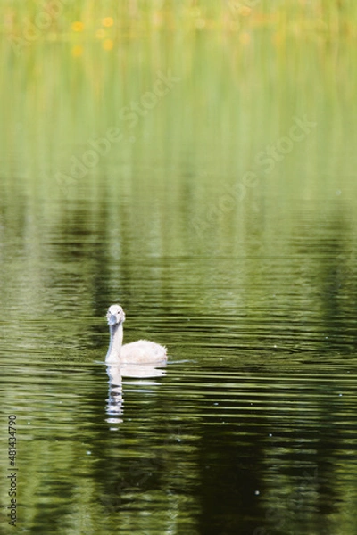Obraz swan on the lake