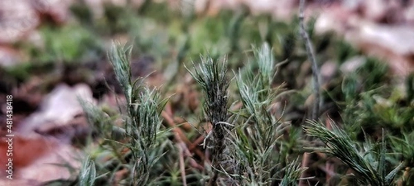 Fototapeta Little trees