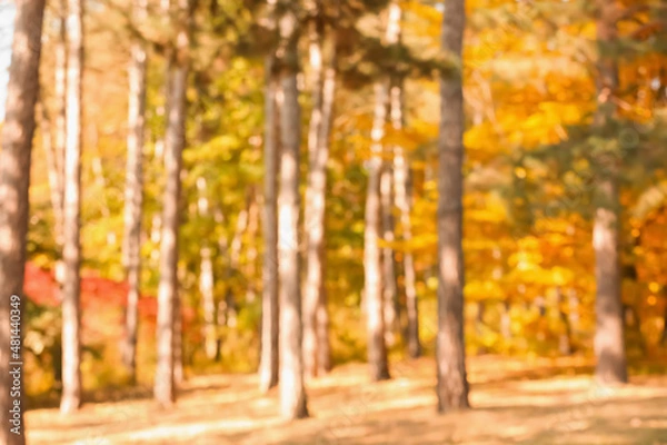 Fototapeta Blurred view of autumn forest on sunny day