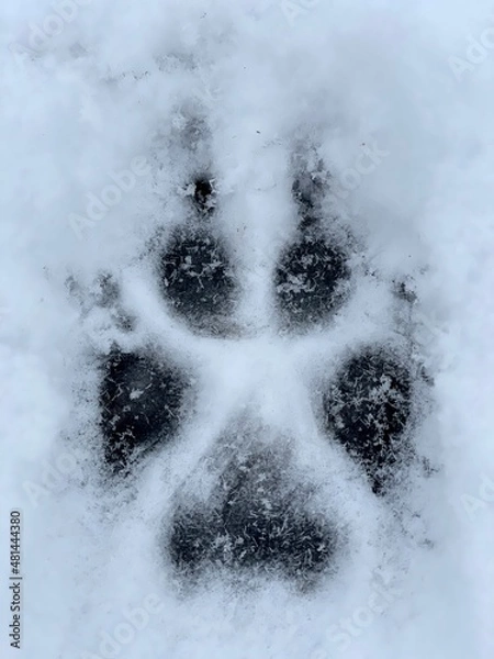 Fototapeta The trail (paw print) of a wolf in the snow. Close-up top view. Vertical photo