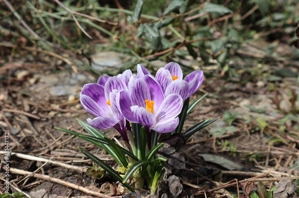 Obraz Blue crocuses bloomed in the spring flower bed.	