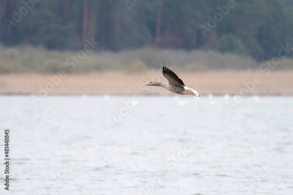 Fototapeta wild goose