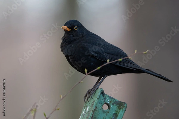 Fototapeta blackbird