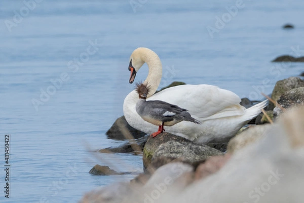 Fototapeta merganser	