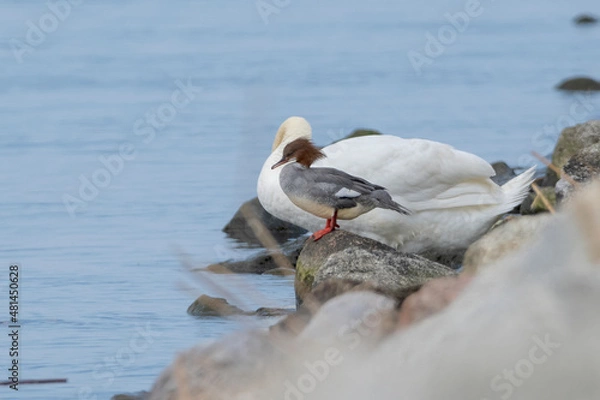 Fototapeta merganser
