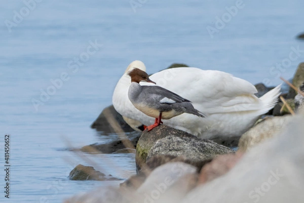 Fototapeta merganser