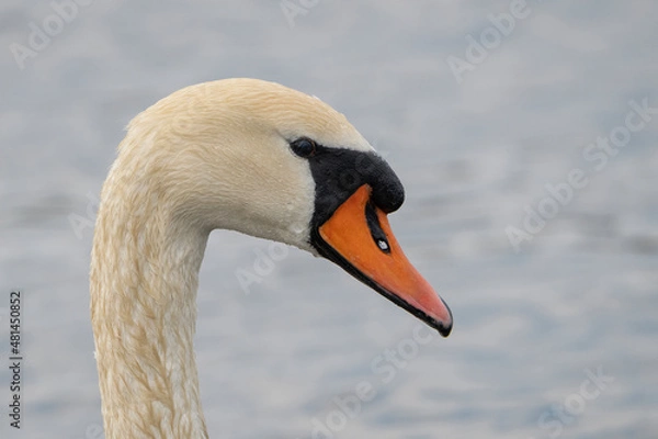 Fototapeta swan 