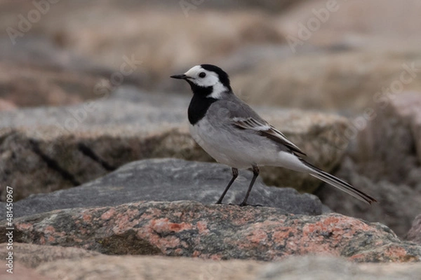 Obraz wagtail bird