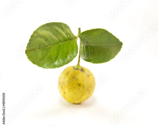 Fototapeta Lemon.
