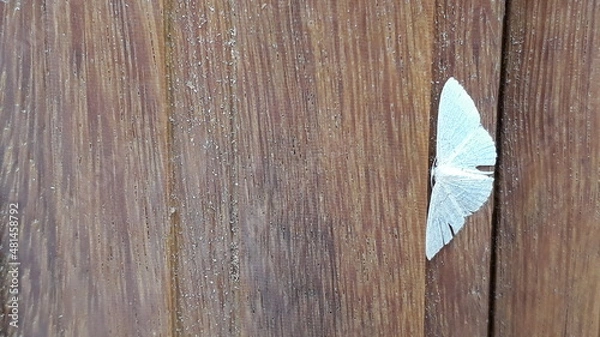 Obraz Borboleta branca