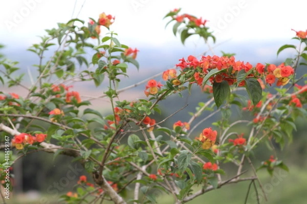 Obraz Chapéu Chinês