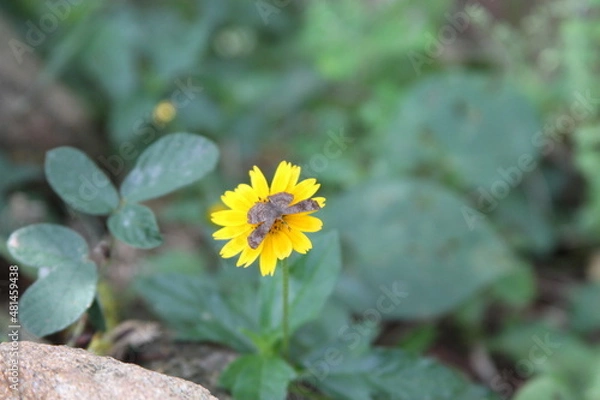 Obraz Borboleta na flor