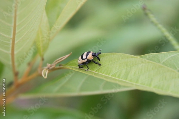 Obraz Besouro Bicudo
