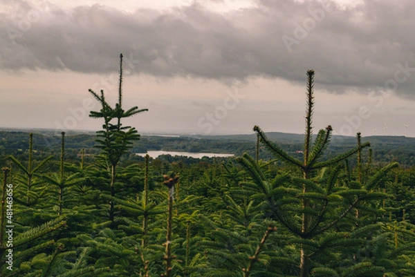 Fototapeta Young forest
