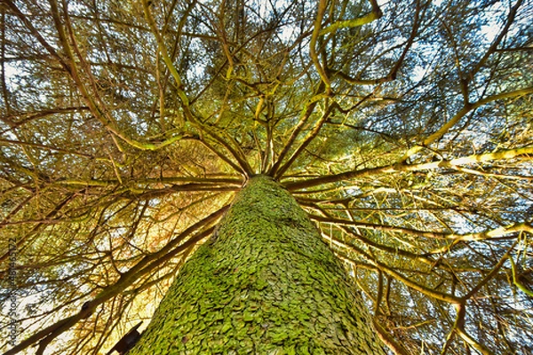 Obraz Stamm, Baum, Herbst, Waldbaden, Wald