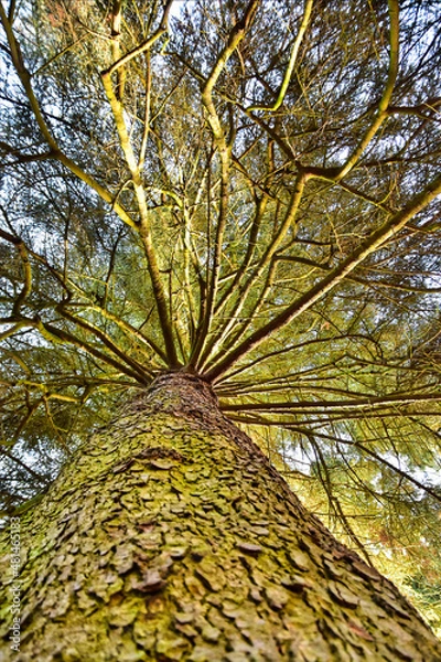 Obraz Stamm, Baum, Herbst, Waldbaden, Wald