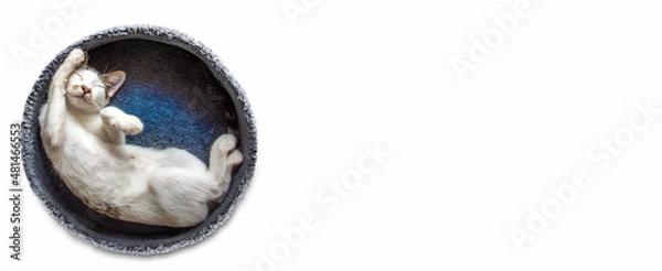 Fototapeta cute white kitten lying on his blue bed taking a nap, upright position with paws tucked up. white background for texts and logos