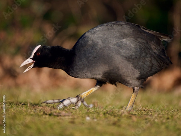 Obraz Baldicoot, water bird