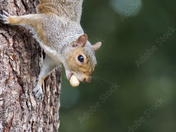 Obraz squirrel on a tree