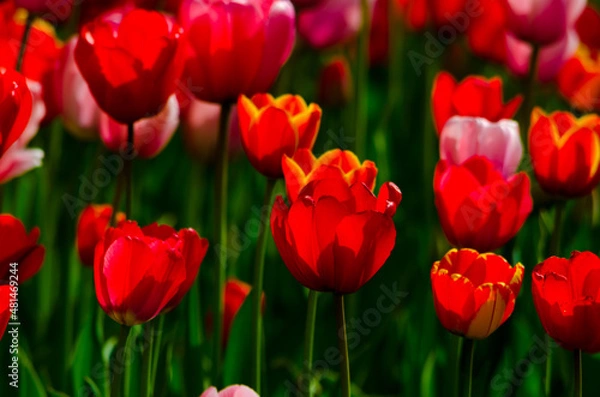Fototapeta field of red and pink tulips on a sunny day