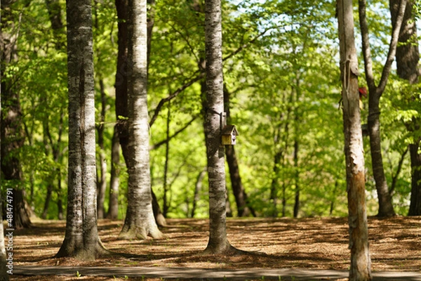 Fototapeta 公園の森