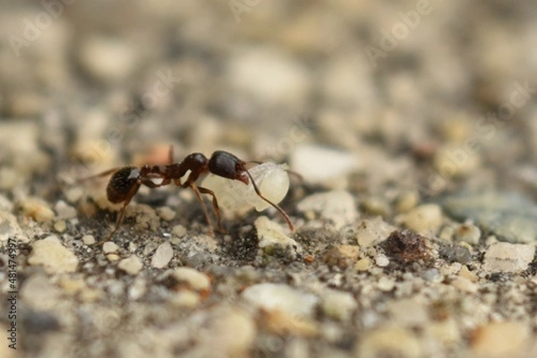 Fototapeta Close up of small brown ant, called a Pavement Ant, carrying a pupa, walking on cement sidewalk.