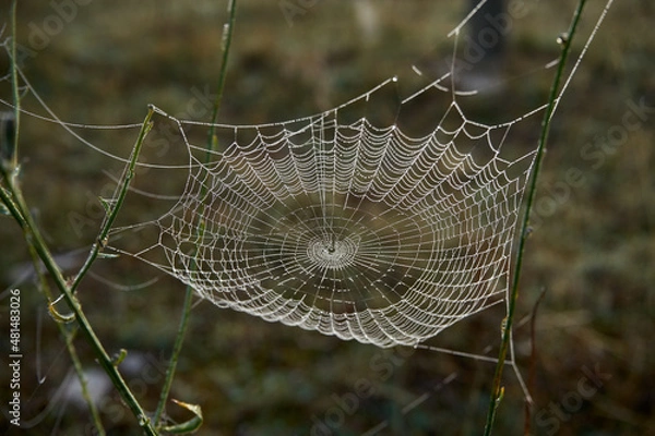 Fototapeta perfect web hanging from branches, with beautiful drops of moisture