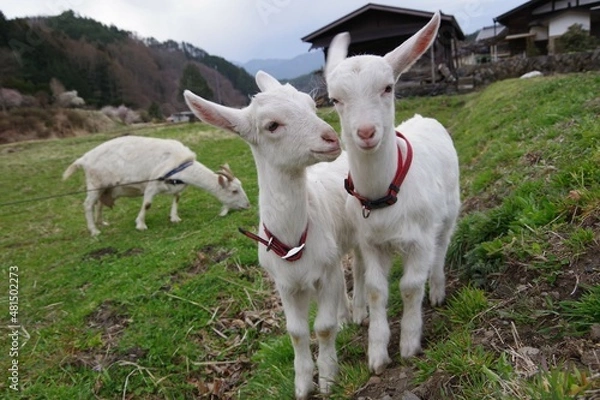 Obraz じゃれある子ヤギ