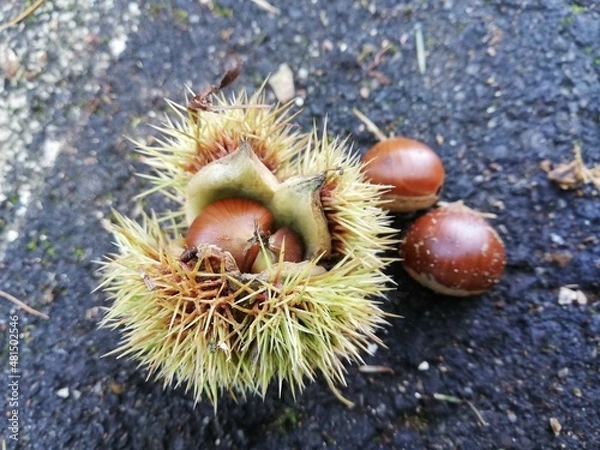 Obraz chestnuts