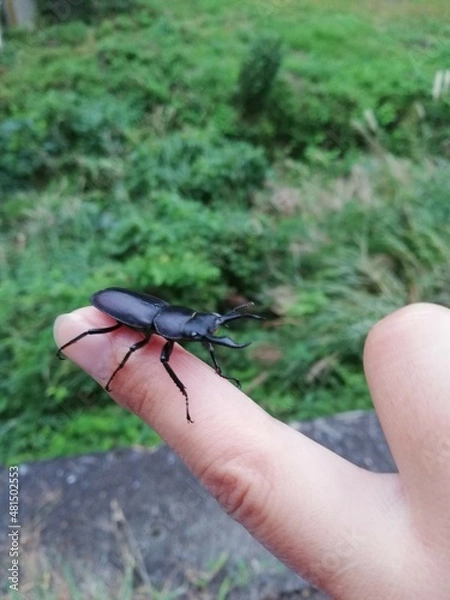 Obraz クワガタ　コクワガタ