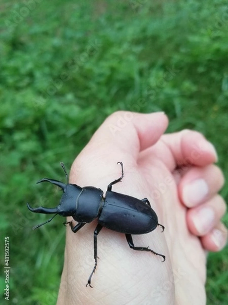 Obraz クワガタ　コクワガタ　手乗り