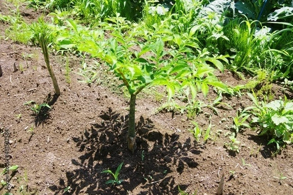 Obraz こんにゃく　こんにゃくの木