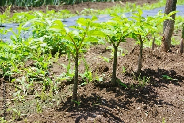 Obraz こんにゃく　こんにゃくの木