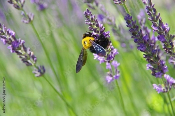Obraz ラベンダー　ラベンダー畑　くまばち