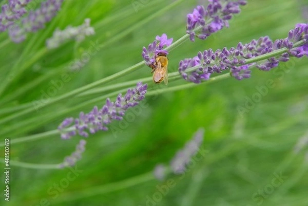 Obraz ラベンダーと蜂