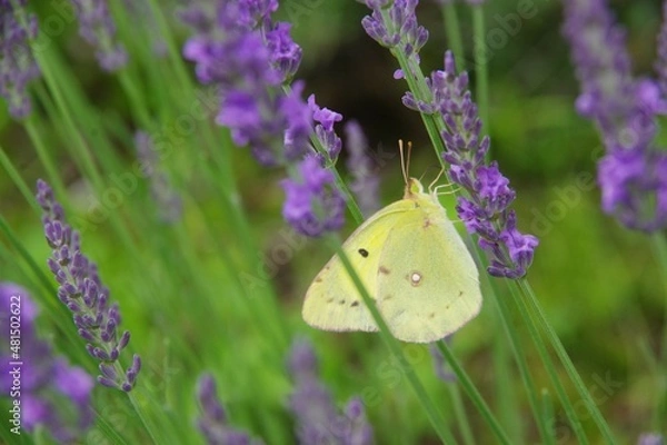 Obraz ラベンダー　ラベンダー畑　蝶